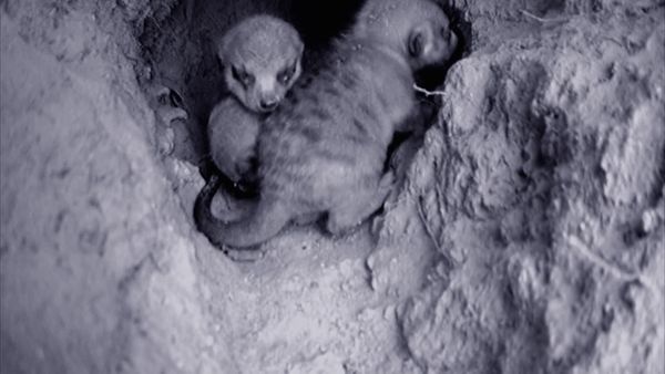 Meerkat Manor: The Next Generation - Home Alone