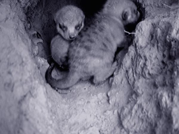 Meerkat Manor: The Next Generation - Home Alone