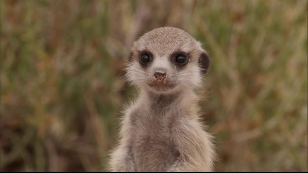Meerkat Manor: The Next Generation - The Darkest Day