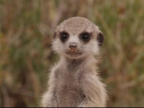 Meerkat Manor: The Next Generation - The Darkest Day