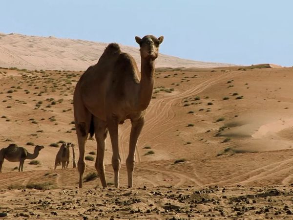 Milagros de la naturaleza - Episodio 3
