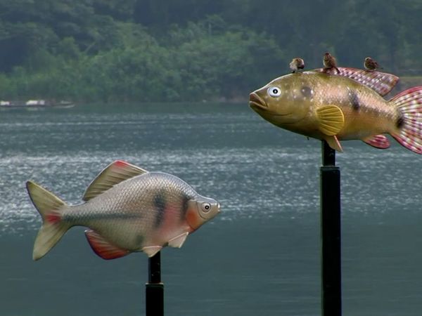 Milagros de la naturaleza - Episodio 6