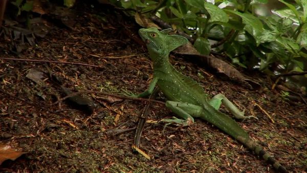 Milagros de la naturaleza - Episodio 8
