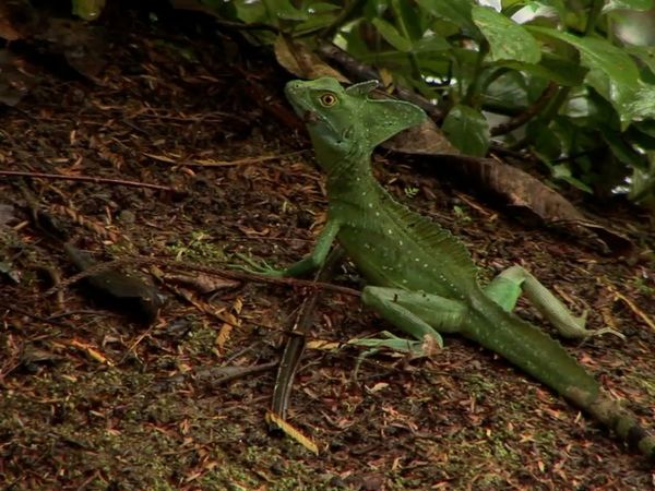 Milagros de la naturaleza - Episodio 8