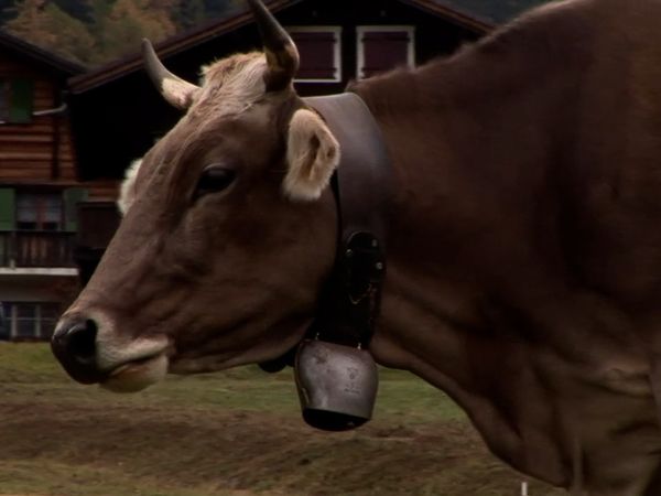 Milagros de la naturaleza - Episodio 10