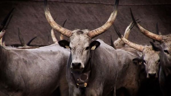 Milagros de la naturaleza - Episodio 5