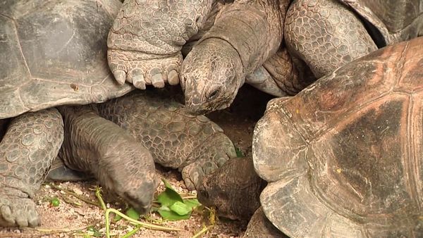 Milagros de la naturaleza - Episodio 6