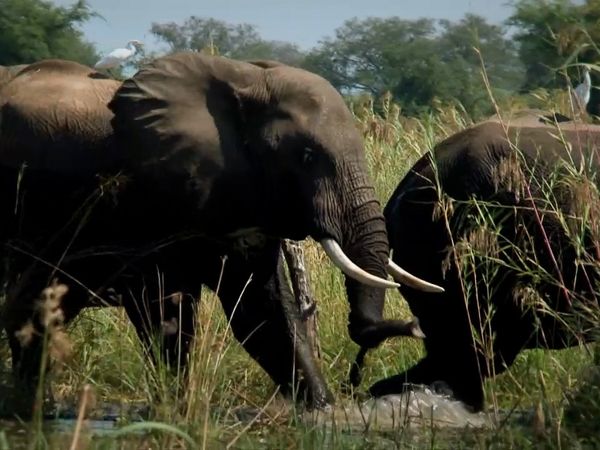 Milagros de la naturaleza - Episodio 8