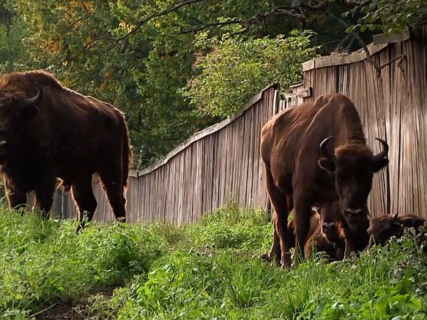 Milagros de la naturaleza - Episodio 10