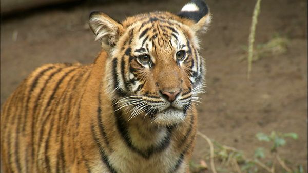 Wild World - Episodio 8