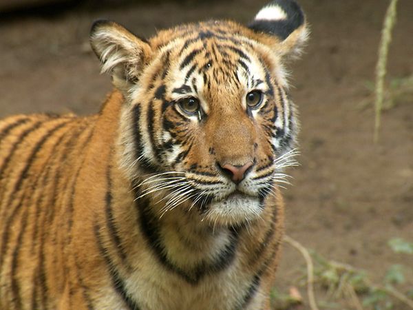Wild World - Episodio 8