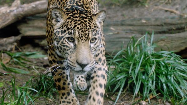 Wild World - Episodio 14