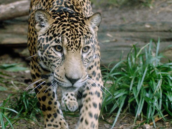 Wild World - Episodio 14