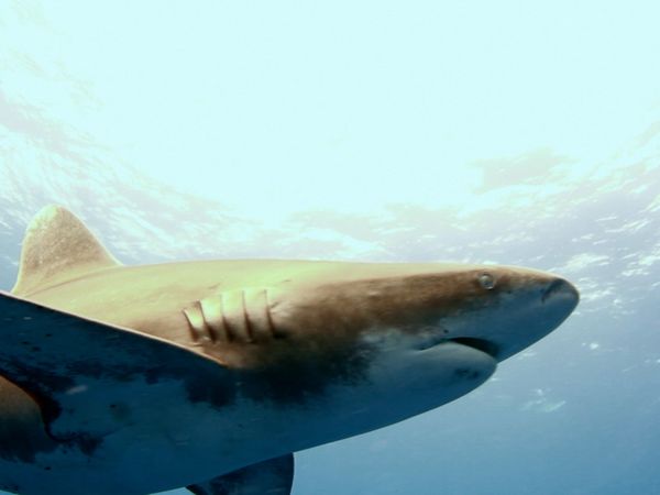 Océano salvaje - Tiburones de puntas blancas