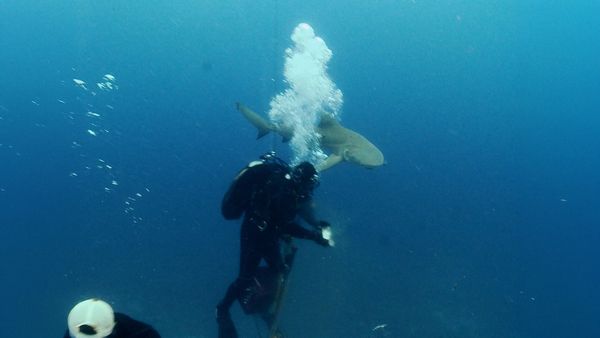 Océano salvaje - Tiburones limón