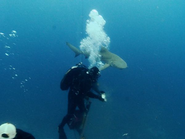 Océano salvaje - Tiburones limón