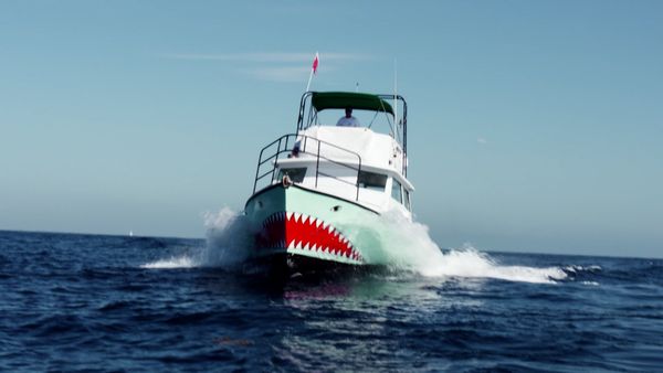 Océano salvaje - Tiburones toro