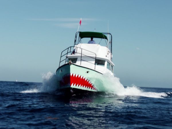 Océano salvaje - Tiburones toro