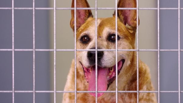 Lucky Dog: Down Under - Soulful Seniors