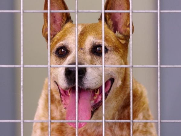 Lucky Dog: Down Under - Soulful Seniors