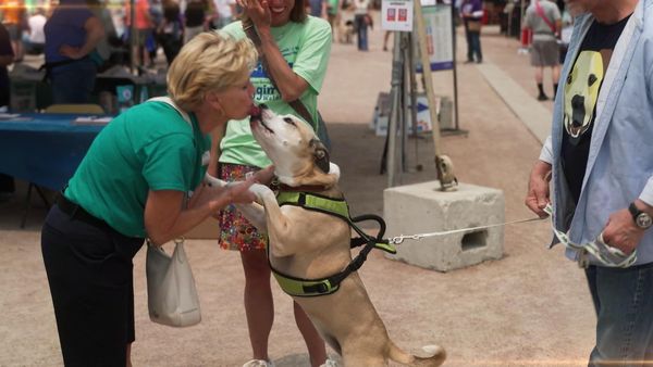 Lucky Dog Reunions - Caught in the Act
