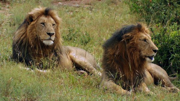 Wild Ones 3: Mundo de lo salvaje - Sabana africana