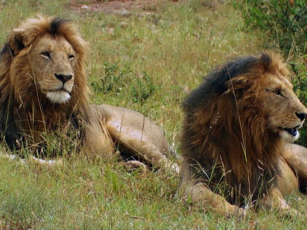 Wild Ones 3: Mundo de lo salvaje - Sabana africana