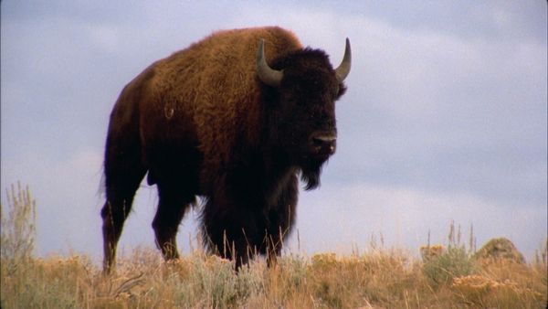 Wild Ones 3: Mundo de lo salvaje - Pradera americana