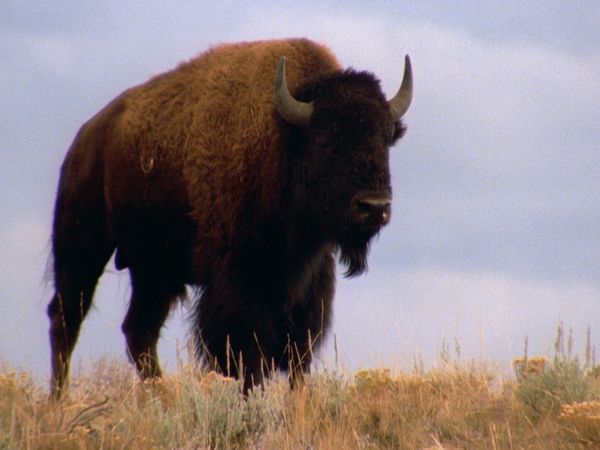 Wild Ones 3: Mundo de lo salvaje - Pradera americana