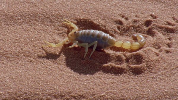 Wild Ones 3: Mundo de lo salvaje - Desiertos