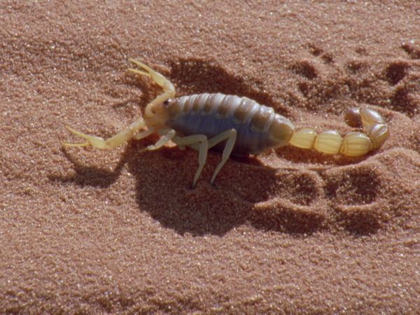 Wild Ones 3: Mundo de lo salvaje - Desiertos