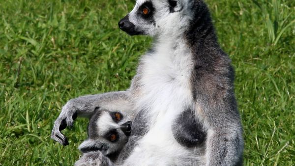 Wild Ones 3: Mundo de lo salvaje - Madagascar