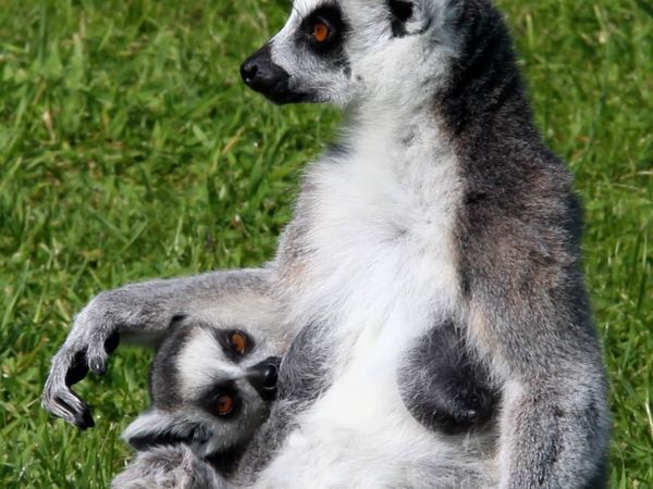 Wild Ones 3: Mundo de lo salvaje - Madagascar