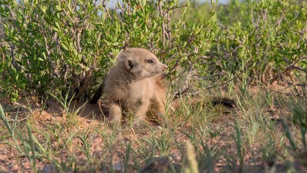 Meerkat Manor: Rise of the Dynasty - Location, Location, Location