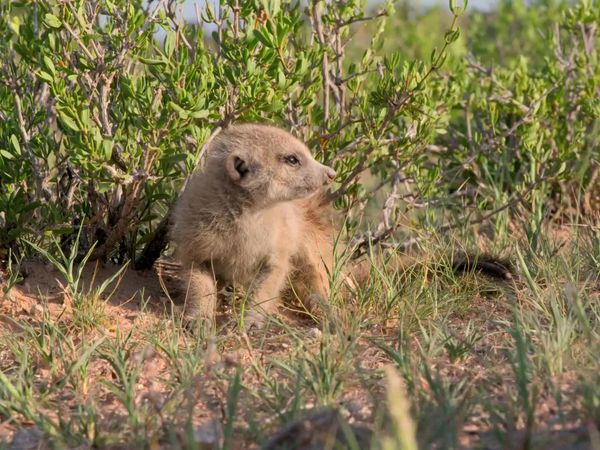 Meerkat Manor: Rise of the Dynasty - Location, Location, Location