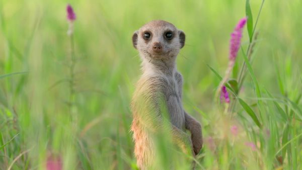 Meerkat Manor: Rise of the Dynasty - Paradise Lost