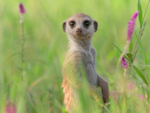 Meerkat Manor: Rise of the Dynasty - Paradise Lost