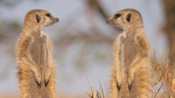 Meerkat Manor: Rise of the Dynasty - Winter of Discontent