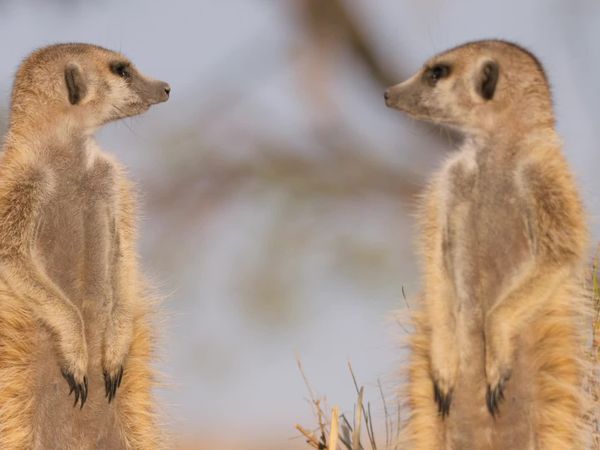 Meerkat Manor: Rise of the Dynasty - Winter of Discontent