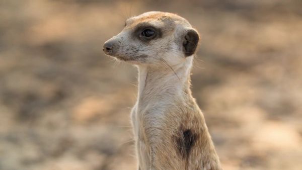 Meerkat Manor: Rise of the Dynasty - Sister, Sister