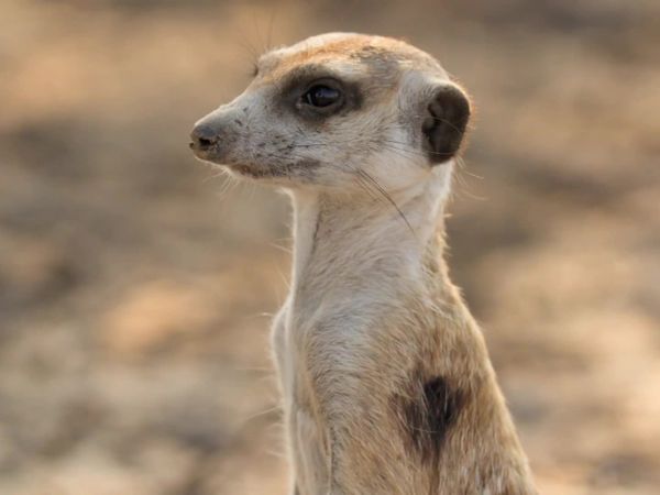 Meerkat Manor: Rise of the Dynasty - Sister, Sister