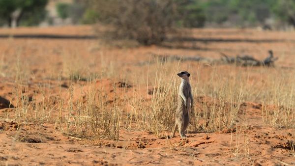 Meerkat Manor: Rise of the Dynasty - The Outcast
