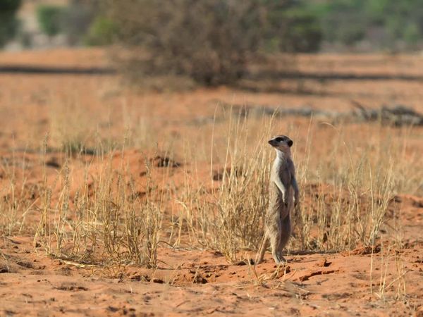 Meerkat Manor: Rise of the Dynasty - The Outcast