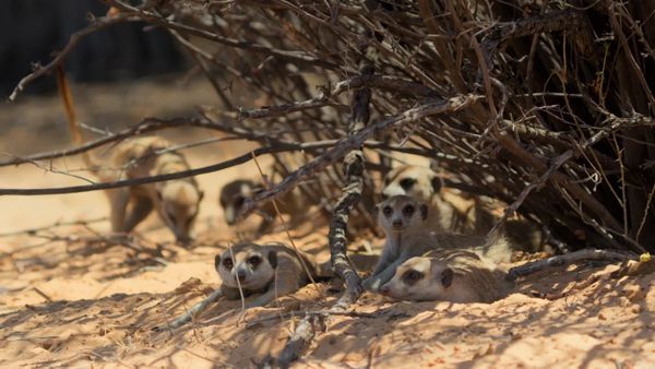 Meerkat Manor: Rise of the Dynasty - Hard Times