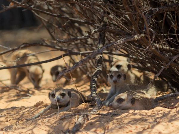 Meerkat Manor: Rise of the Dynasty - Hard Times