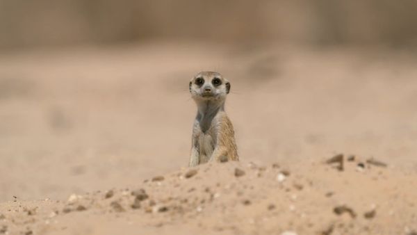 Meerkat Manor: Rise of the Dynasty - Coming of Age
