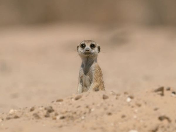 Meerkat Manor: Rise of the Dynasty - Coming of Age