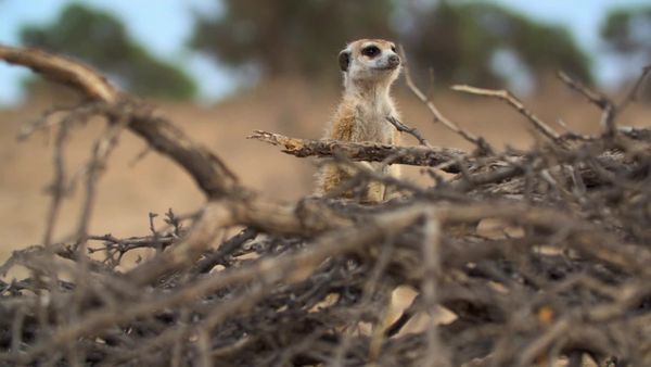 Meerkat Manor: Rise of the Dynasty - Gone Girls