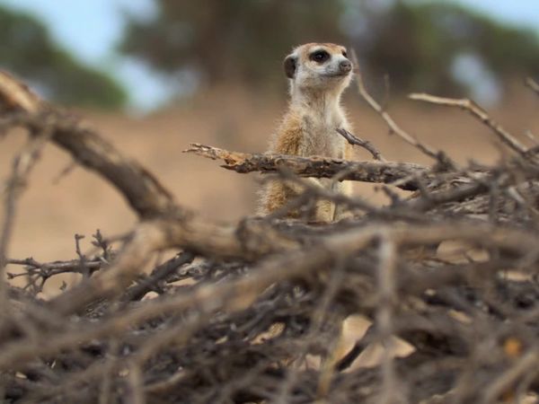 Meerkat Manor: Rise of the Dynasty - Gone Girls