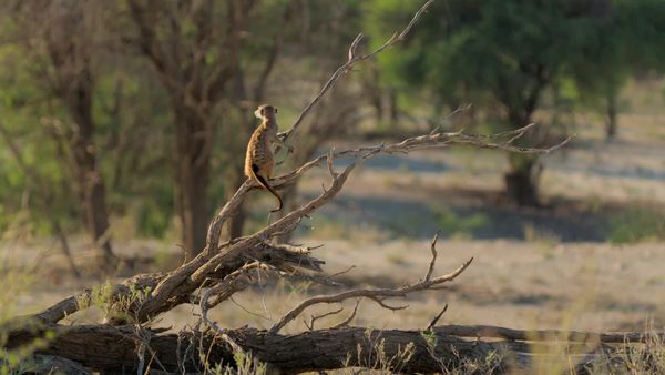 Meerkat Manor: Rise of the Dynasty - Homecomings